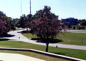 11-Crab Apple Tree
